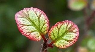 Begonia Maculata 'Red Moon': Care and Propagation Tips