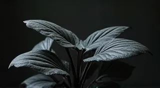 Black Velvet Alocasia: Demanding Beauty – A Care Guide