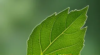 Leaf Drop SOS: Troubleshooting Common Causes in Rare Plants