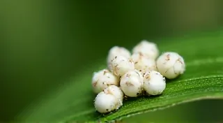 Dealing with Mealybugs on Rare Houseplants: Identification and Treatment