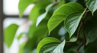 Moonlight Ficus: Creating the Ideal Environment