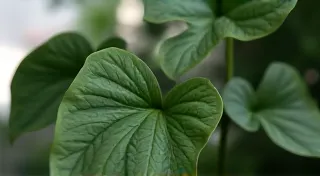 Philodendron Spiritus: Care Guide for the Phantom