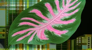 Philodendron Pink Princess: Encouraging More Pink