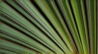 The Majesty Palm’s Lesser-Known Relatives: Exploring Rare Palm Varieties