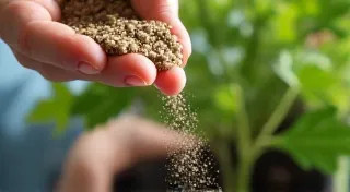 Fertilizing Rare Houseplants: A Balanced Approach