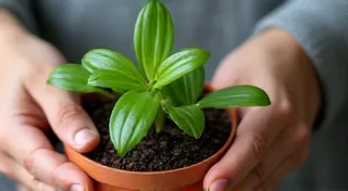 Repotting Rare Houseplants: Timing and Techniques
