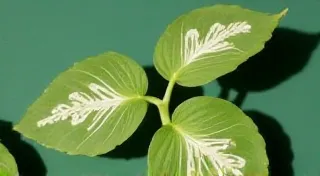 Rhaphidophora Tetrasperma 'Jade': The Rising Star
