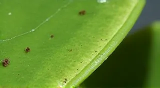 Spider Mites: Prevention and Elimination on Rare Houseplants