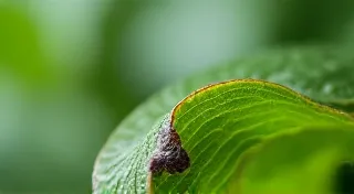 Thrips: Identification, Damage, and Effective Control