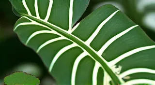 Variegation Secrets: Understanding and Encouraging Color in Rare Plants